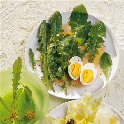 Salat Aus Jungen Löwenzahnblättern