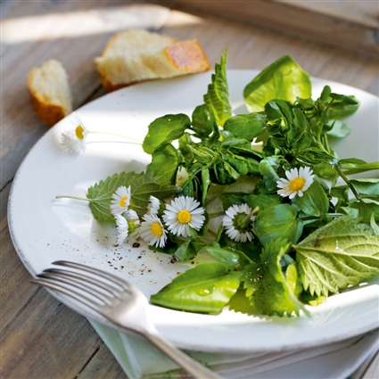 Brunnenkressesalat mit Wildkräutern und Blüten
